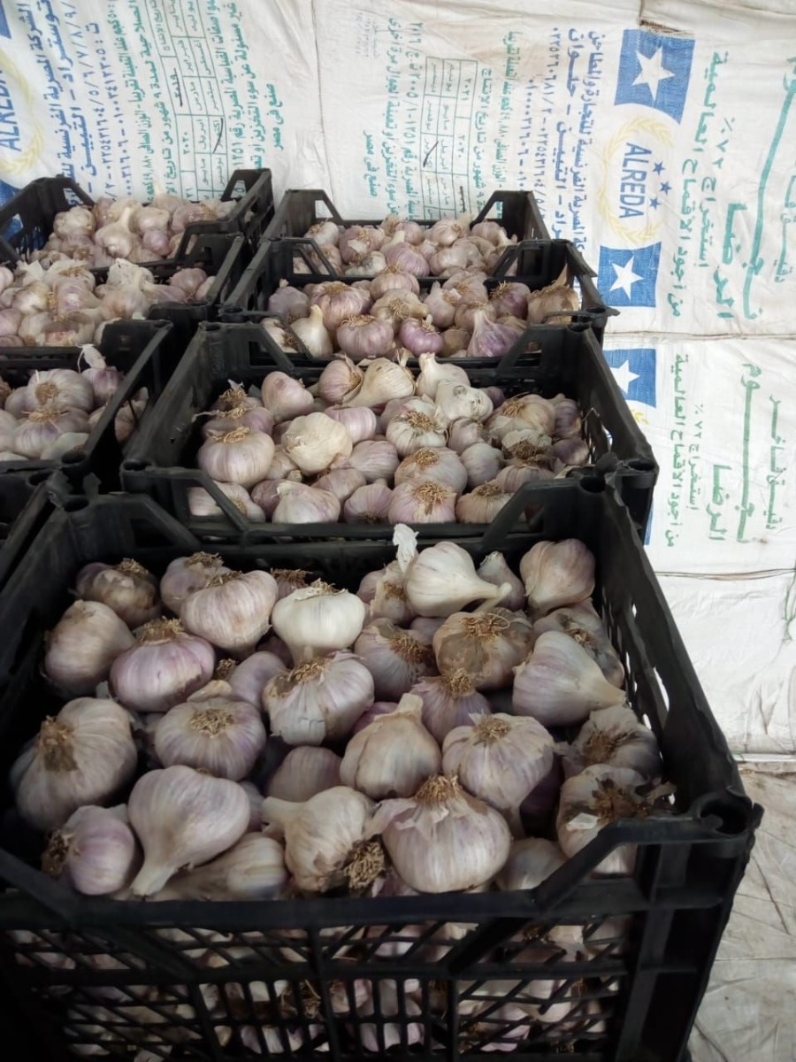 Egyptian Garlic 