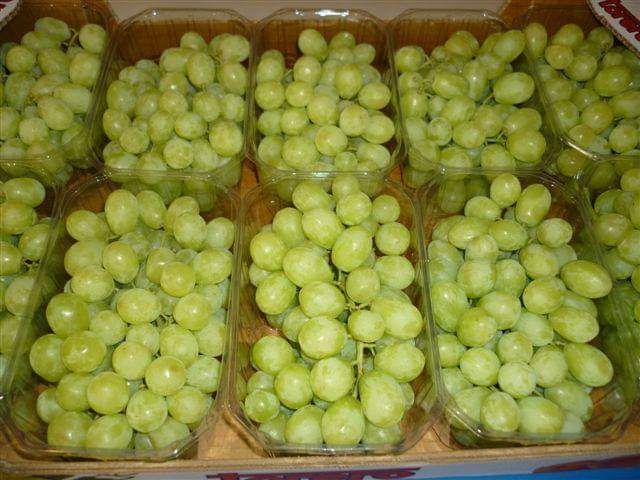 Egyptian Seedless Grapes