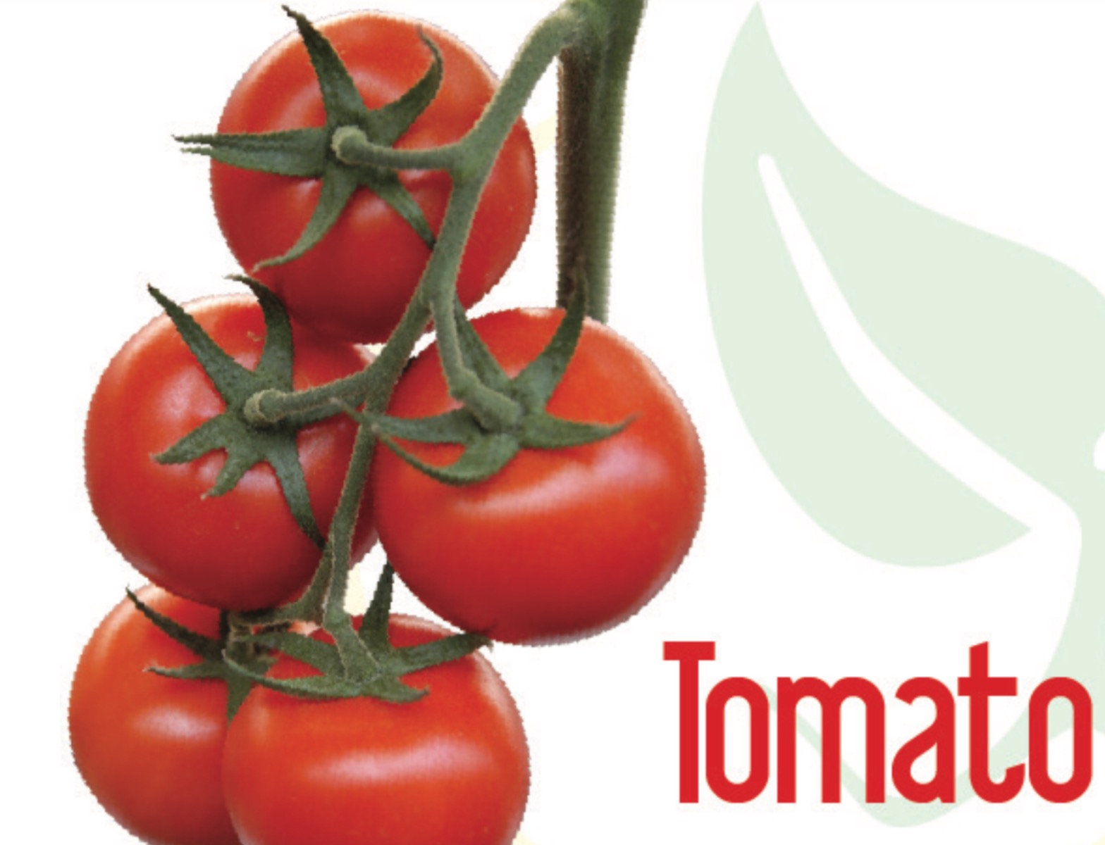 Tomato