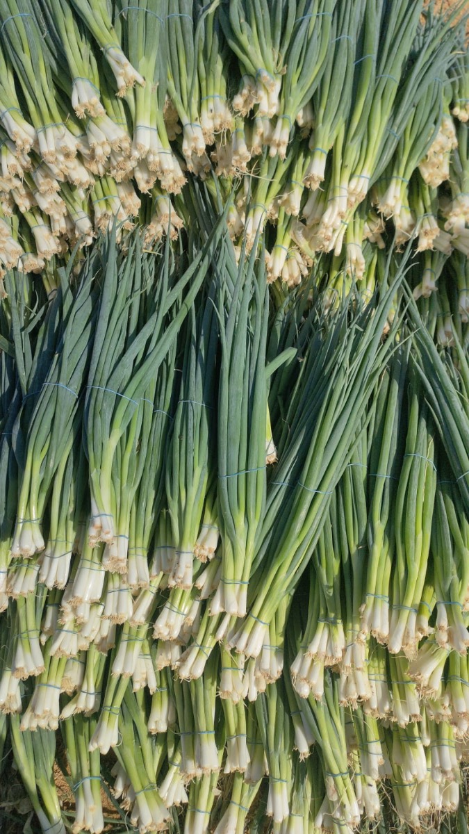 Spring Onions