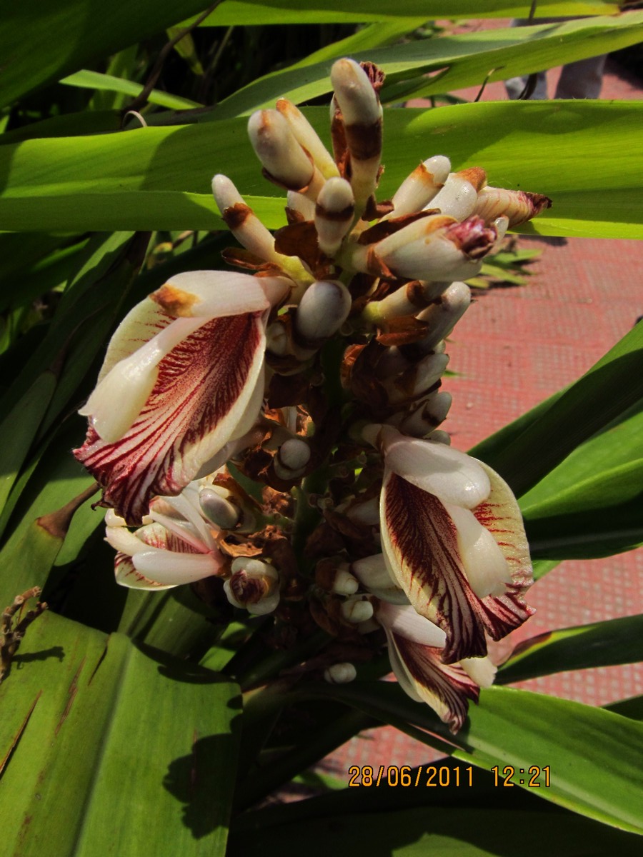 Alpinia calcarata