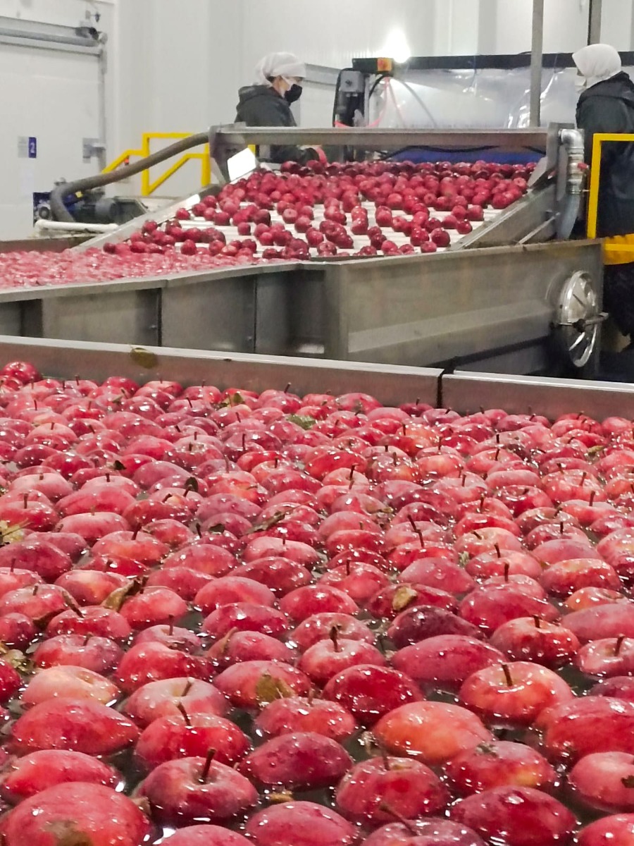 Red Turkish Apples 