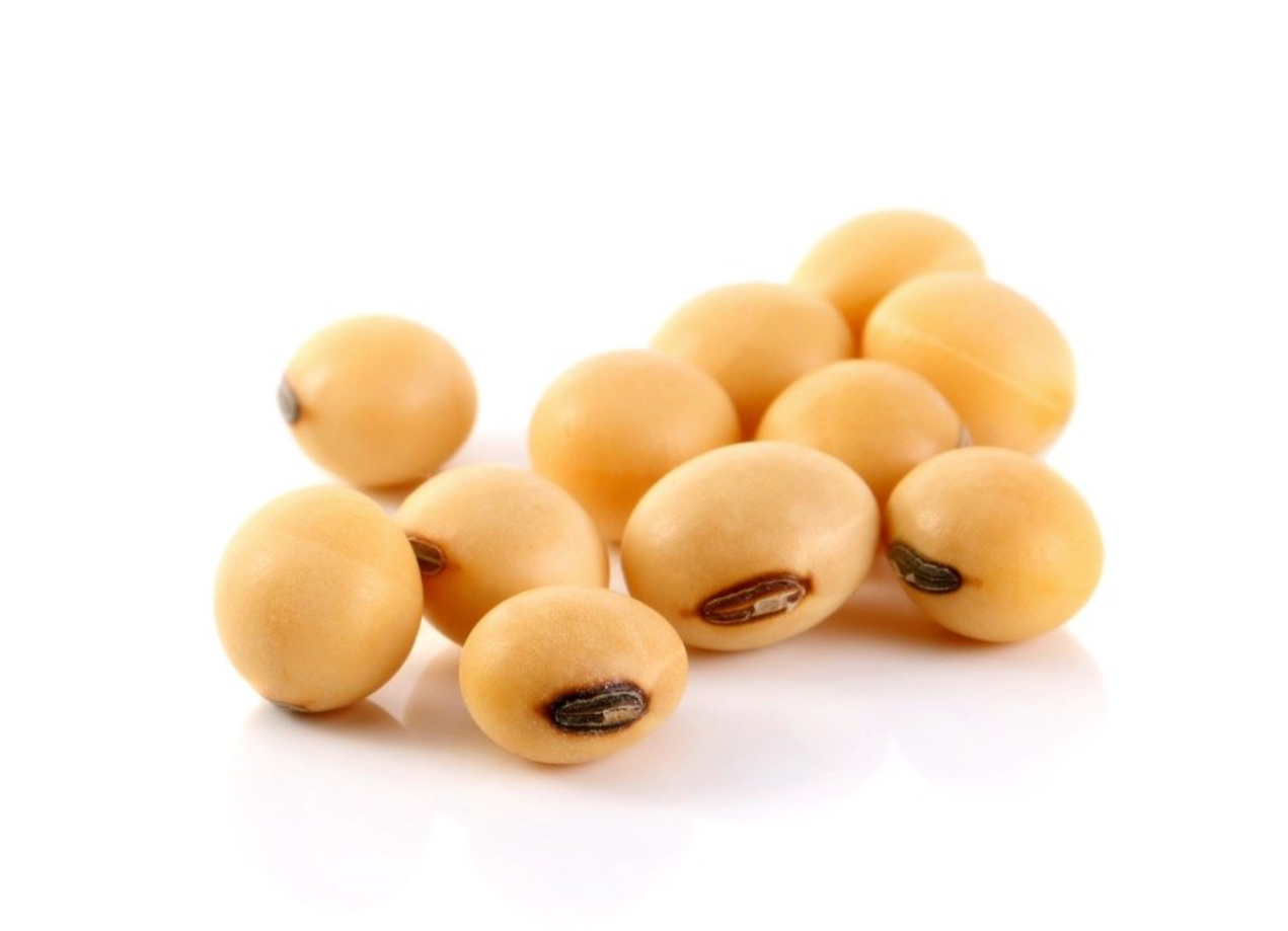 Soybean