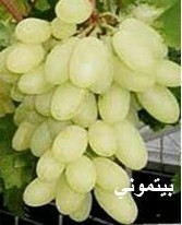 White grape