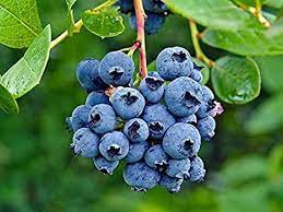 Blueberry