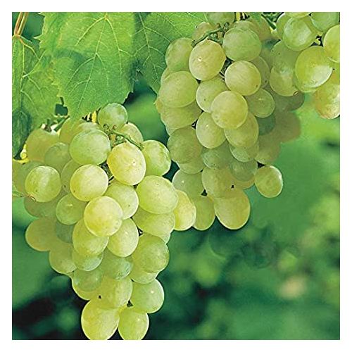 Grapes