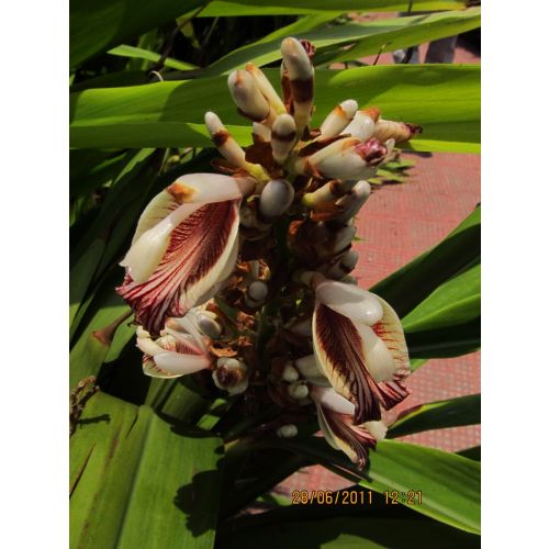 Alpinia calcarata