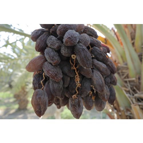 40 Tons of Mixed sizes Medjool Dates Packed in 5 KG
