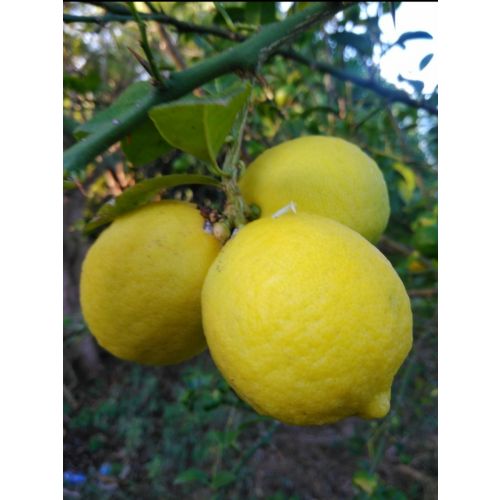 Lemon