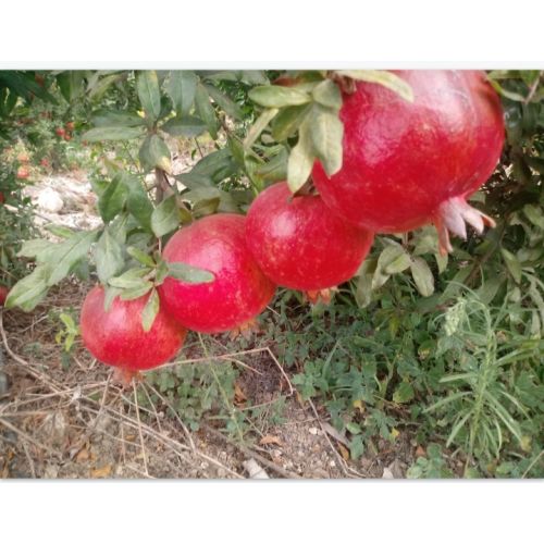 Pomegranates