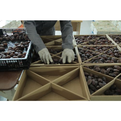 Super Jumbo BON BON Medjool Dates 