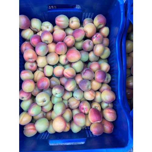 Apricots