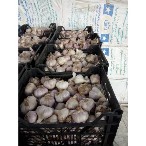 Egyptian Garlic 