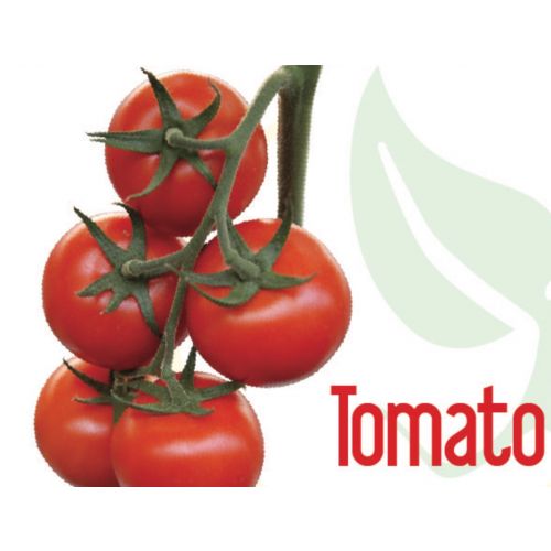 Tomato