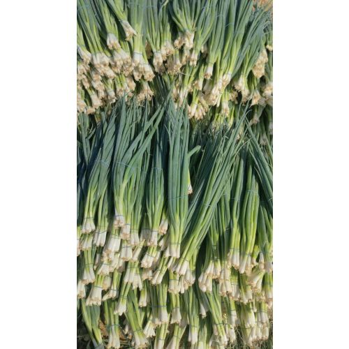 Spring Onions