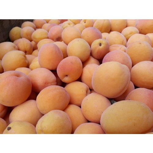 Apricot 