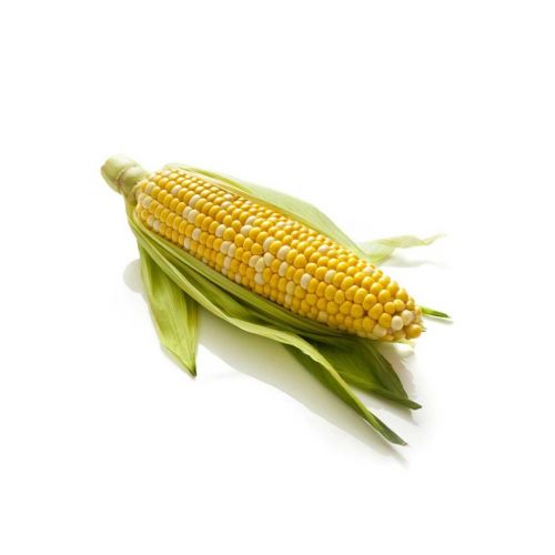 SWEET CORN