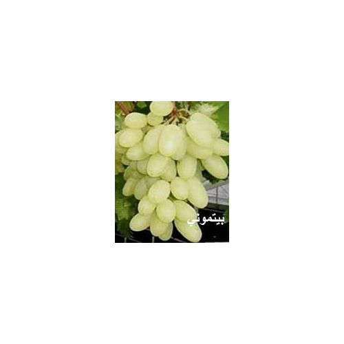 White grape