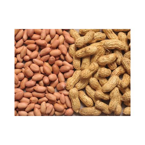 Groundnut