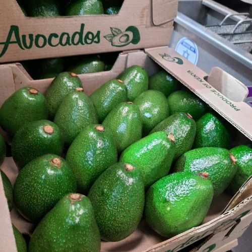 Fuerte avocado 