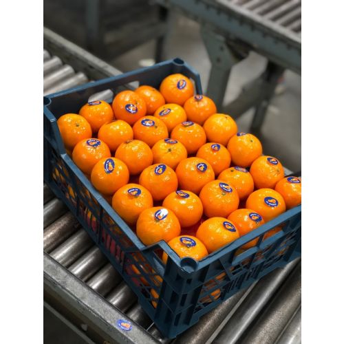 Navel Orange 