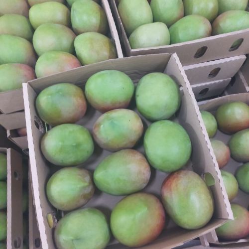 Apple mangoes 