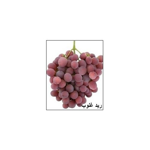 Red grape