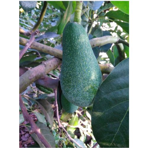 Avocado Fuerte