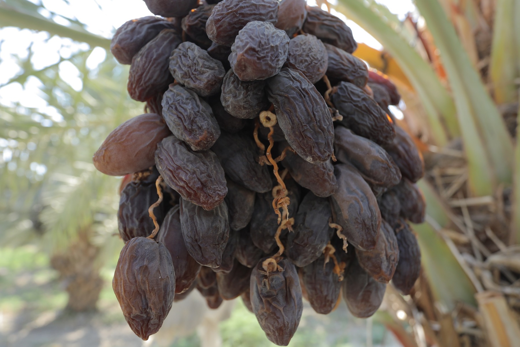 40 Tons of Mixed sizes Medjool Dates Packed in 5 KG