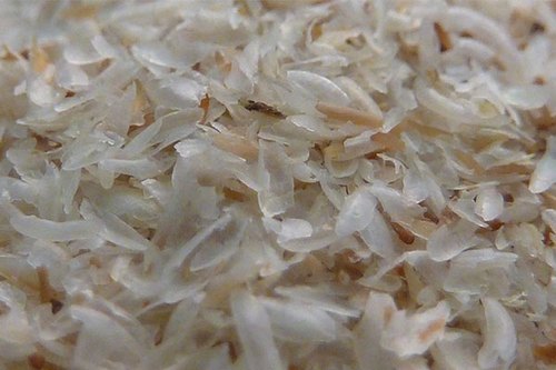 Psyllium husk