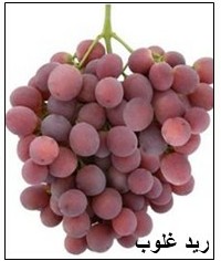 Red grape