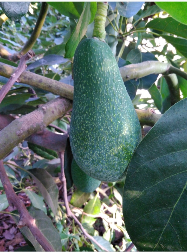 Avocado Fuerte