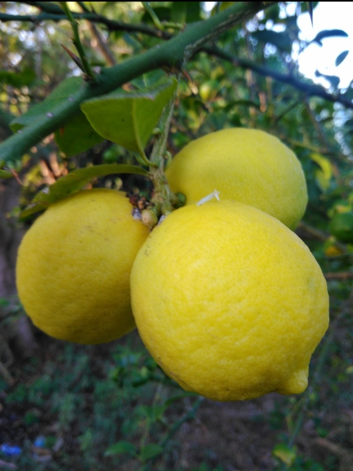 Lemon