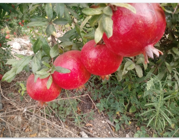 Pomegranates