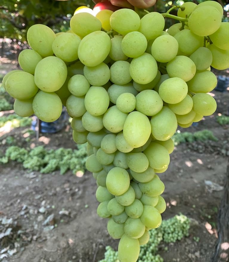 White grape