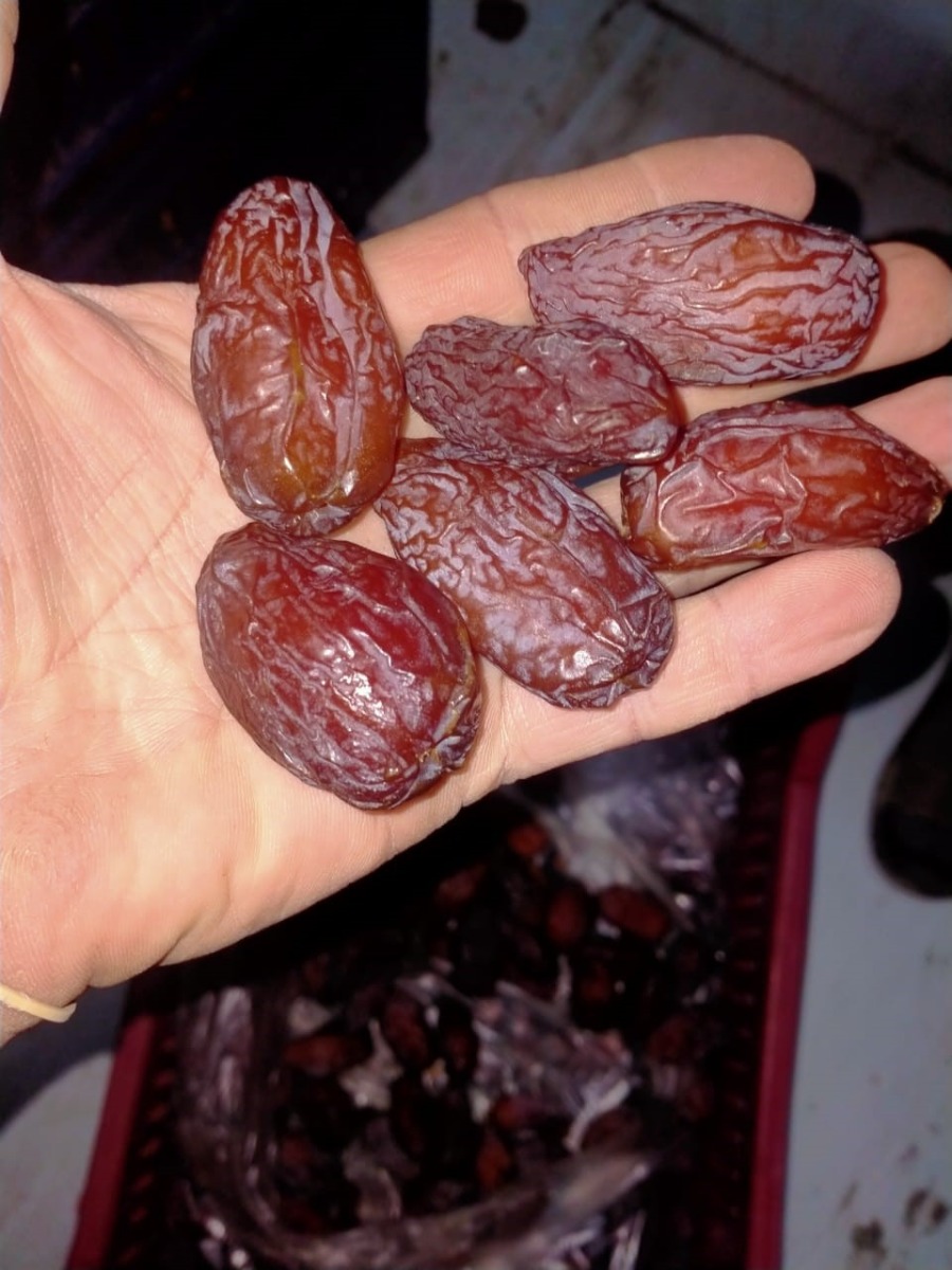 medjool dates