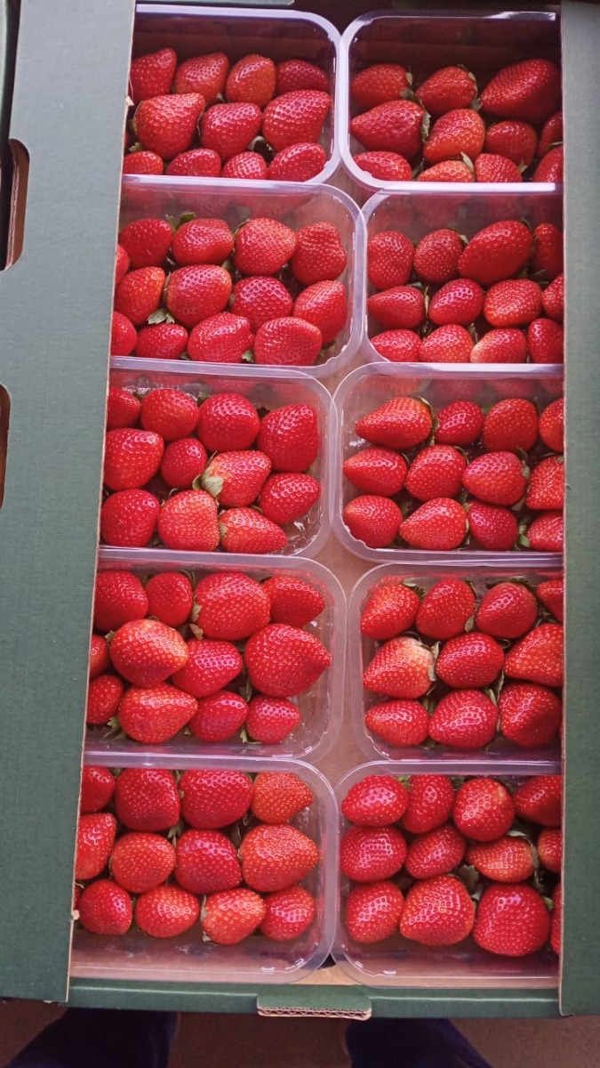 Fresh Strawberry