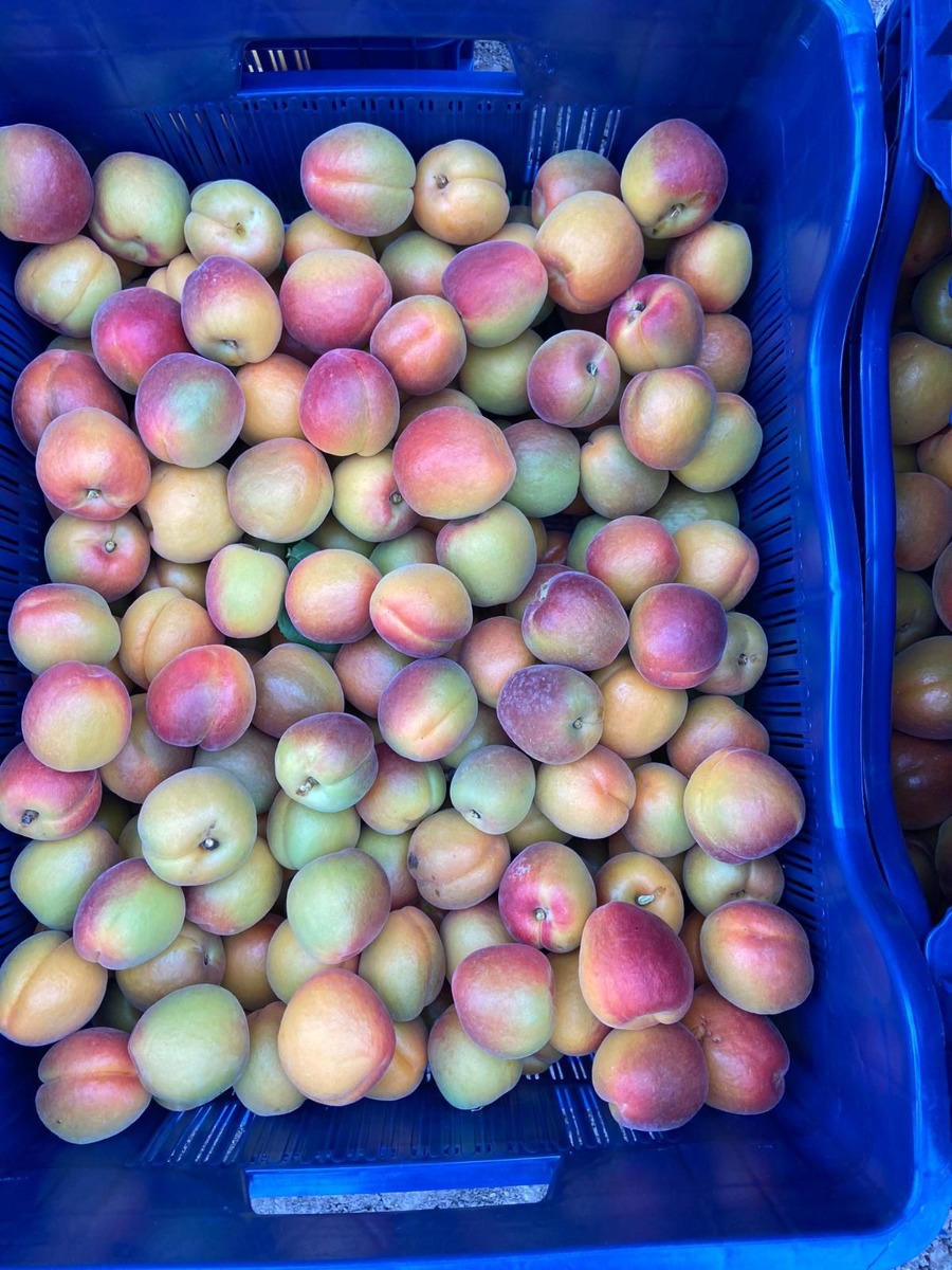 Apricots