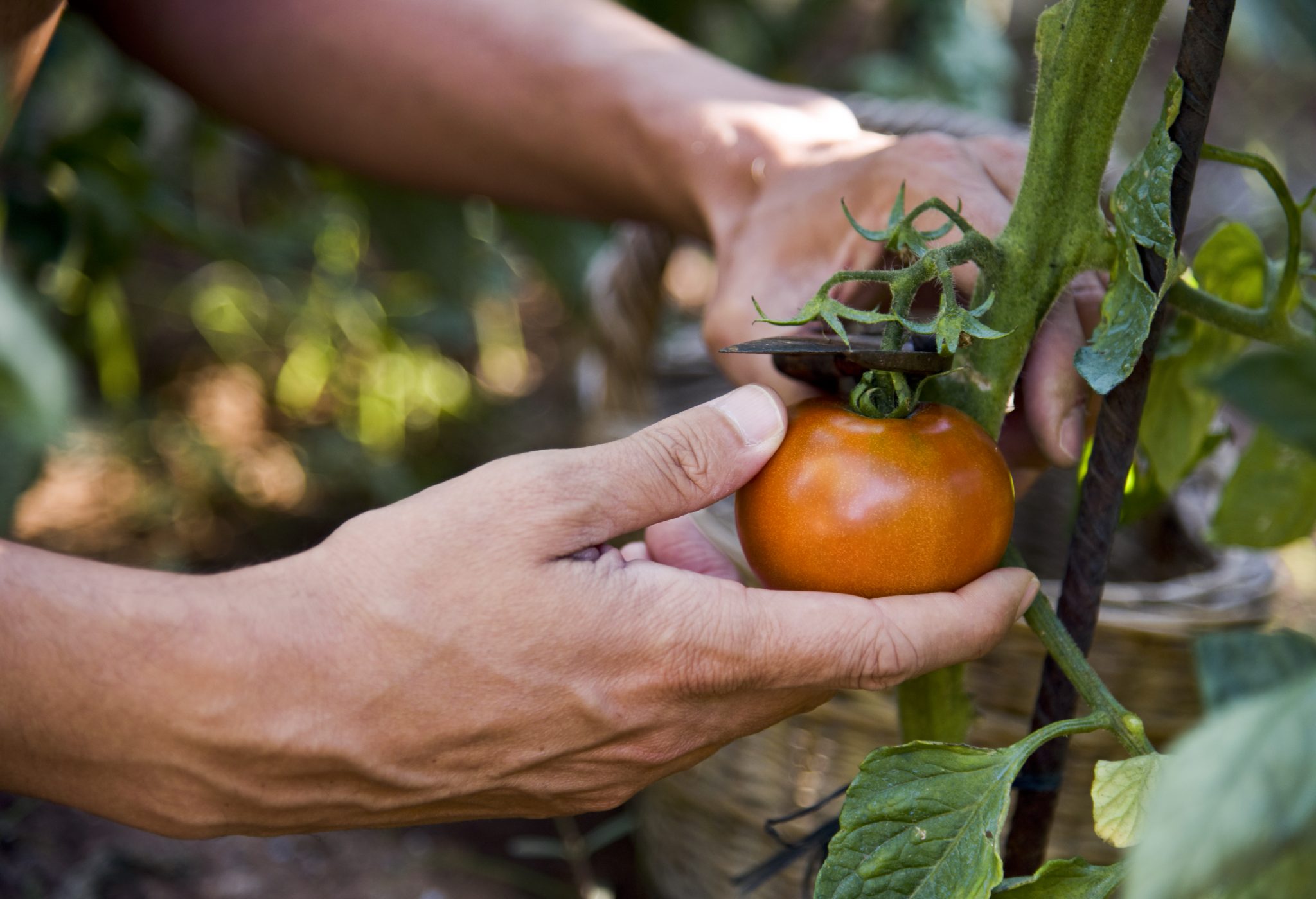 Agriculture co-ops feeding nations during Covid-19 crisis