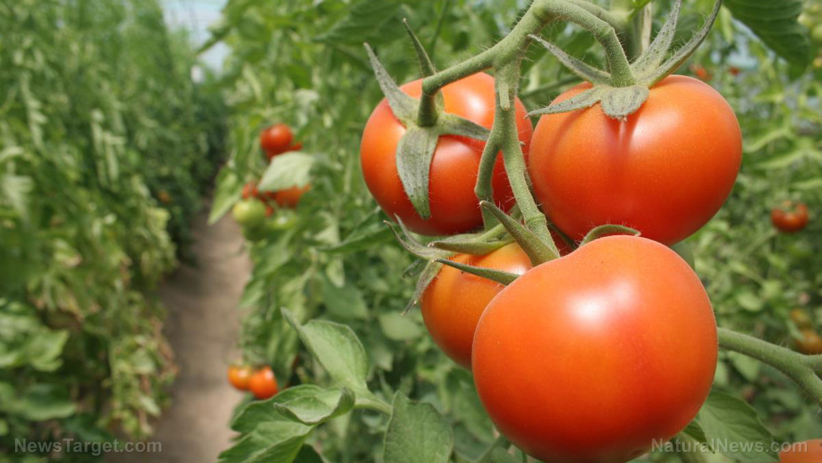 Yes, they WANT you to STARVE: Walmart blocks customers from buying garden seeds, claiming seeds aren’t “essential” supplies